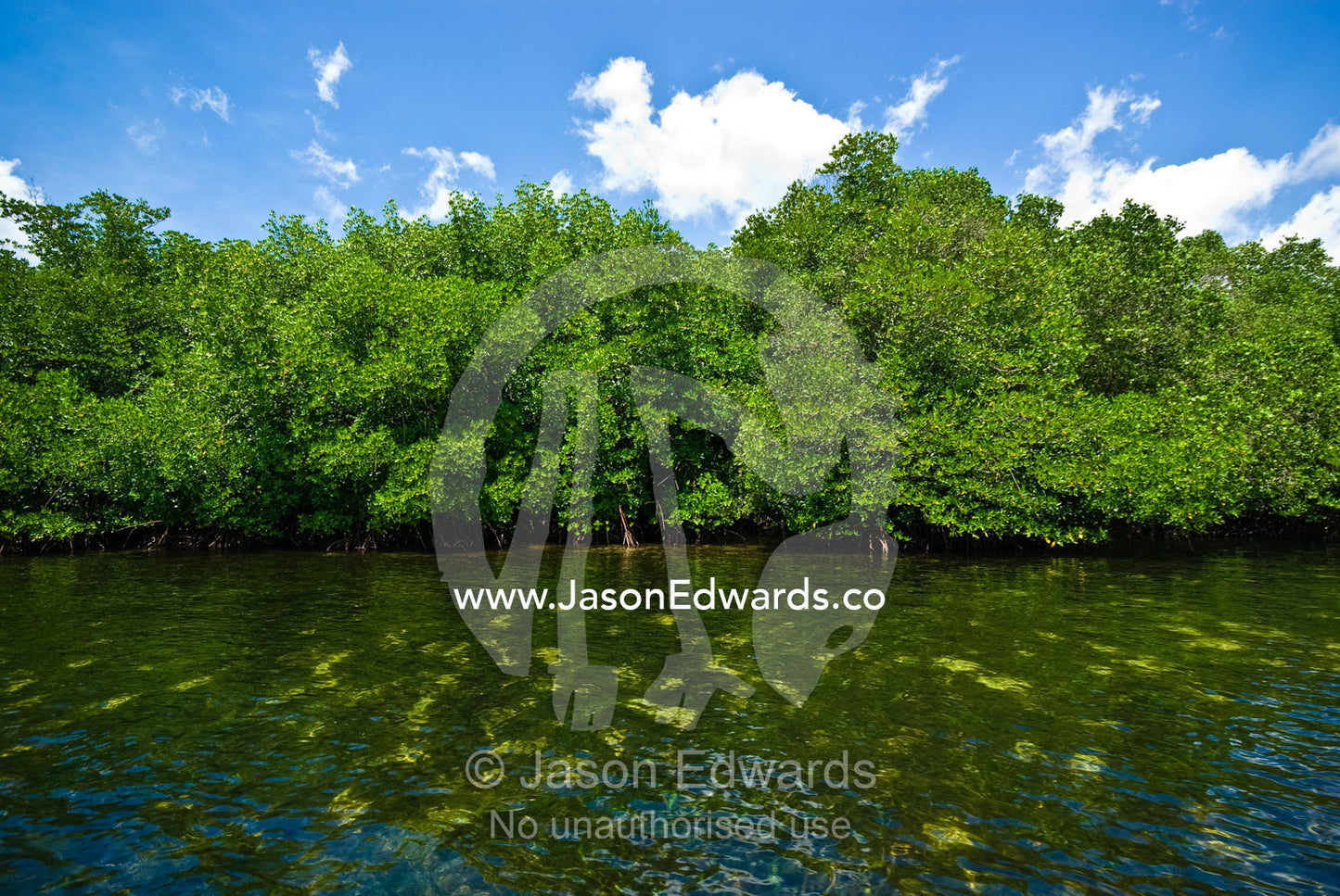 A mangrove forest in a small sheltered bay on a tropical island. Nusa Lembongan Island, Bali, Indonesia.