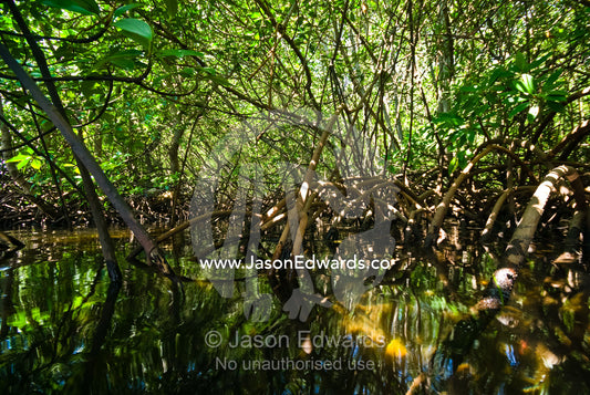 Dappled light filters through a mangrove swamp on a tropical island. Nusa Lembongan Island, Bali, Indonesia