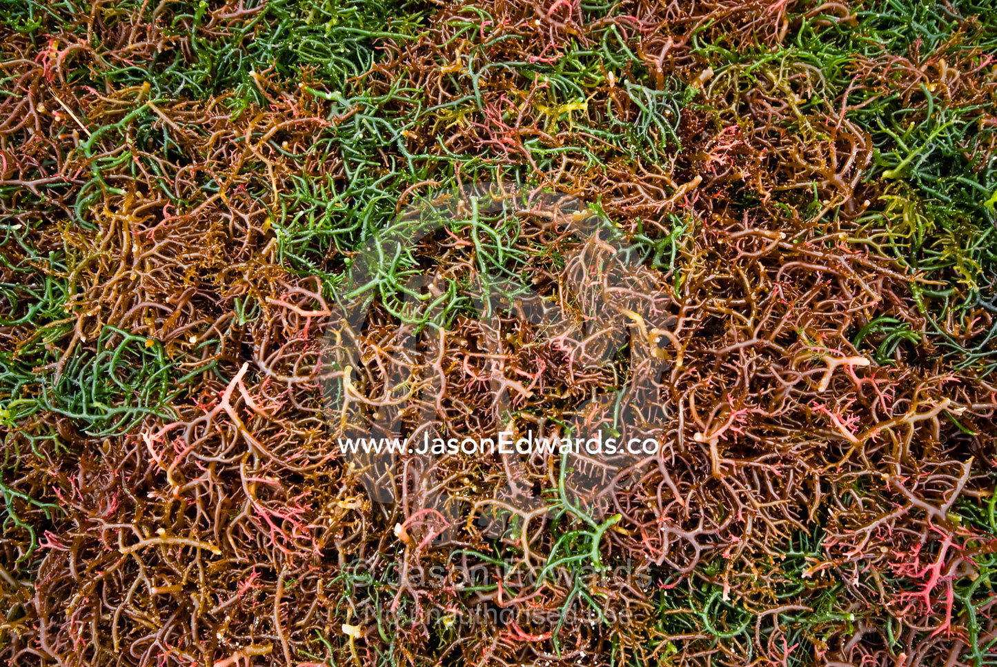 A bed of seaweed harvested for the global market drying in the sun. Nusa Lembongan Island, Bali, Indonesia.
