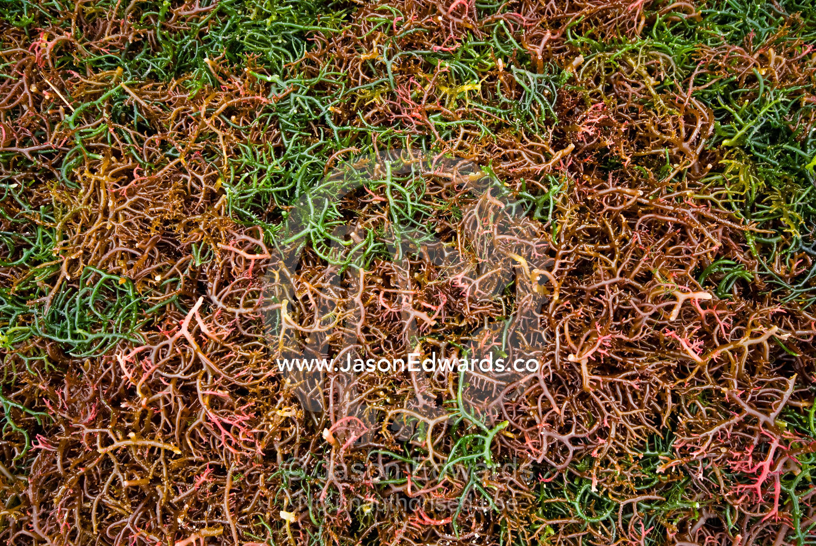 A bed of seaweed harvested for the global market drying in the sun. Nusa Lembongan Island, Bali, Indonesia.