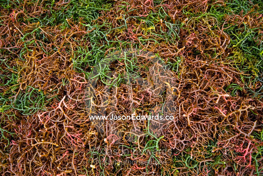 A bed of seaweed harvested for the global market drying in the sun. Nusa Lembongan Island, Bali, Indonesia.