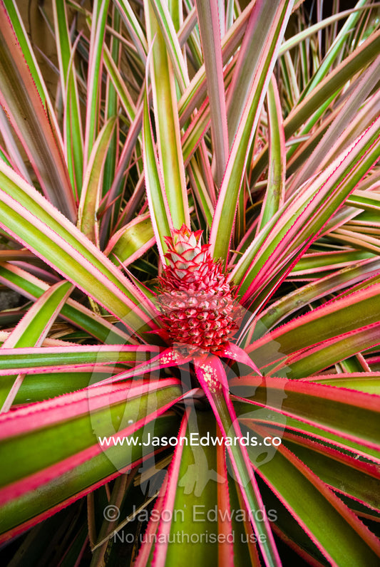 The magnificent variegated flower of the pineapple, an Ananas species. Bukit Peninsula, Bali, Indonesia.