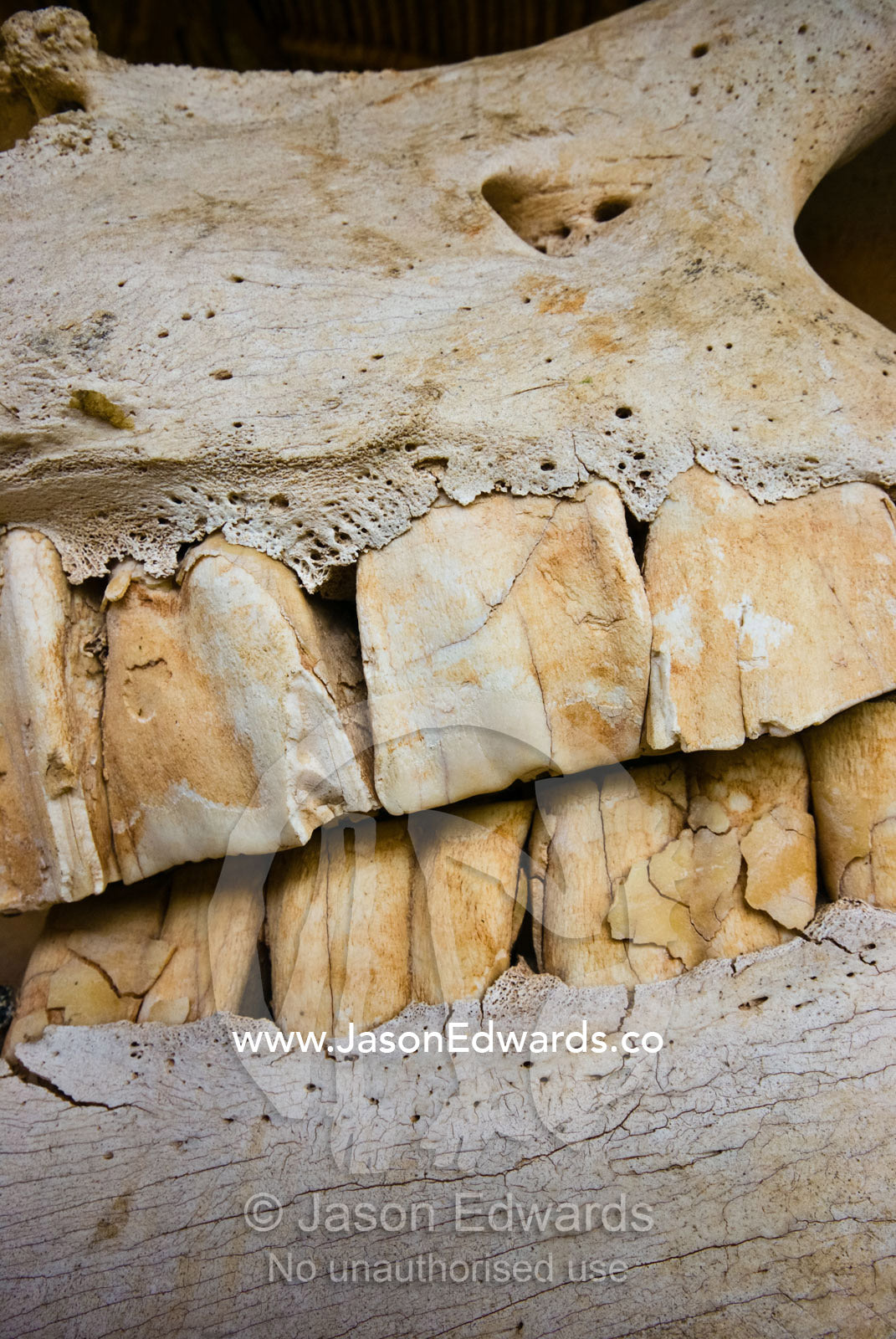 Huge grinding molars in a White Rhinoceros, Ceratotherium simum skull. The Temple Lodge, Bukit Peninsula, Bali, Indonesia.