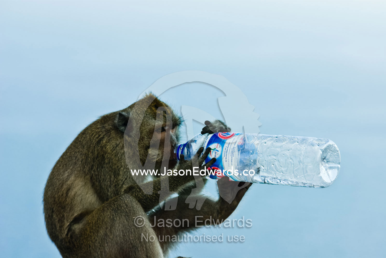 A Balinese long-tailed Macaque drinking from a stolen water bottle. Bukit Peninsula, Bali, Indonesia.