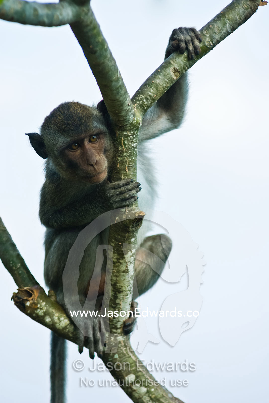 A curious young Balinese long-tailed Macaque perched in a tree fork. Bukit Peninsula, Bali, Indonesia.