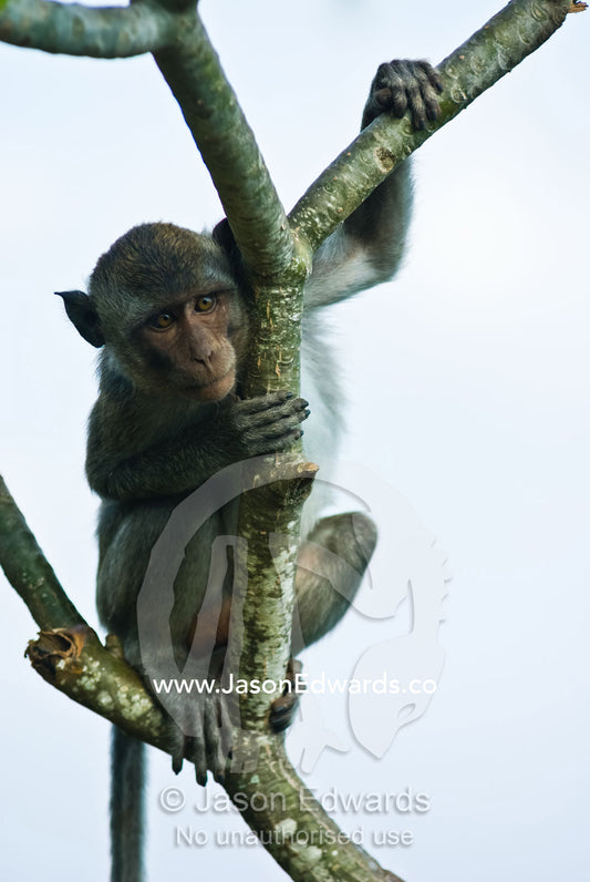 A curious young Balinese long-tailed Macaque perched in a tree fork. Bukit Peninsula, Bali, Indonesia.