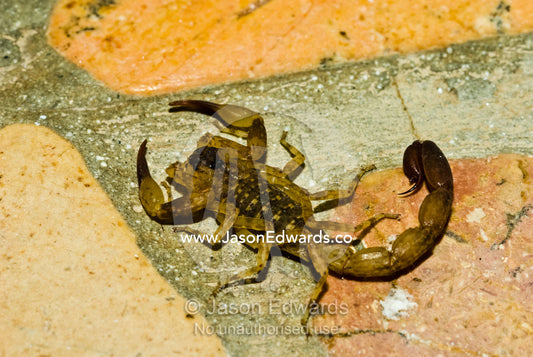 A venomous scorpion hunting for prey in a villa bathroom is dangerous. Bingin, Bukit Peninsula, Bali, Indonesia.
