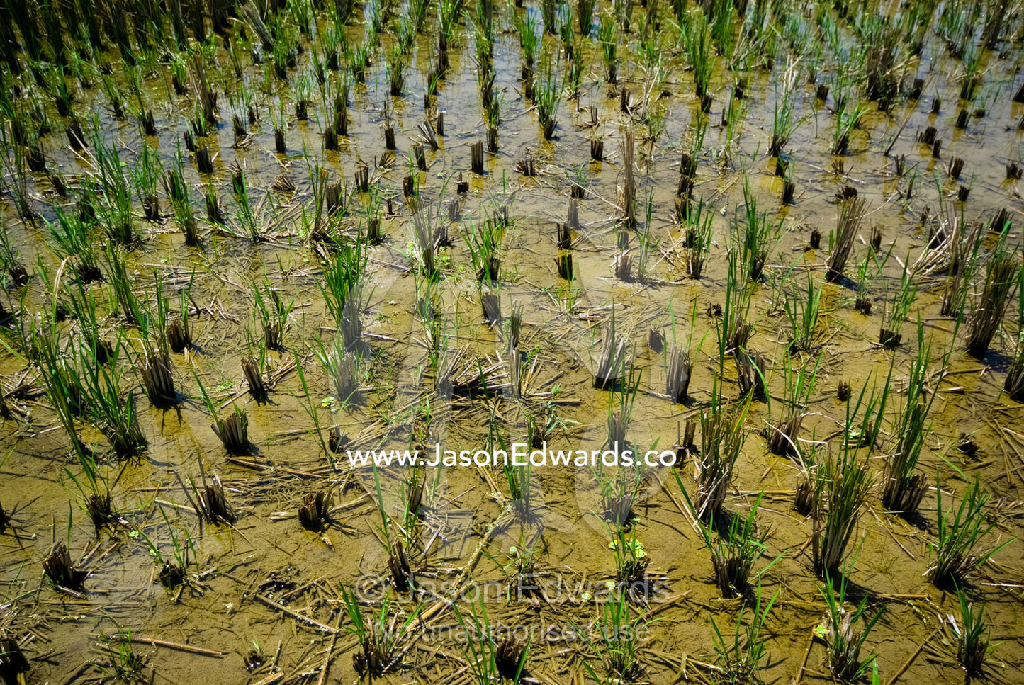 Rich green rice crops flourish in Ubud's flooded paddy fields. Ubud, Bali, Indonesia.
