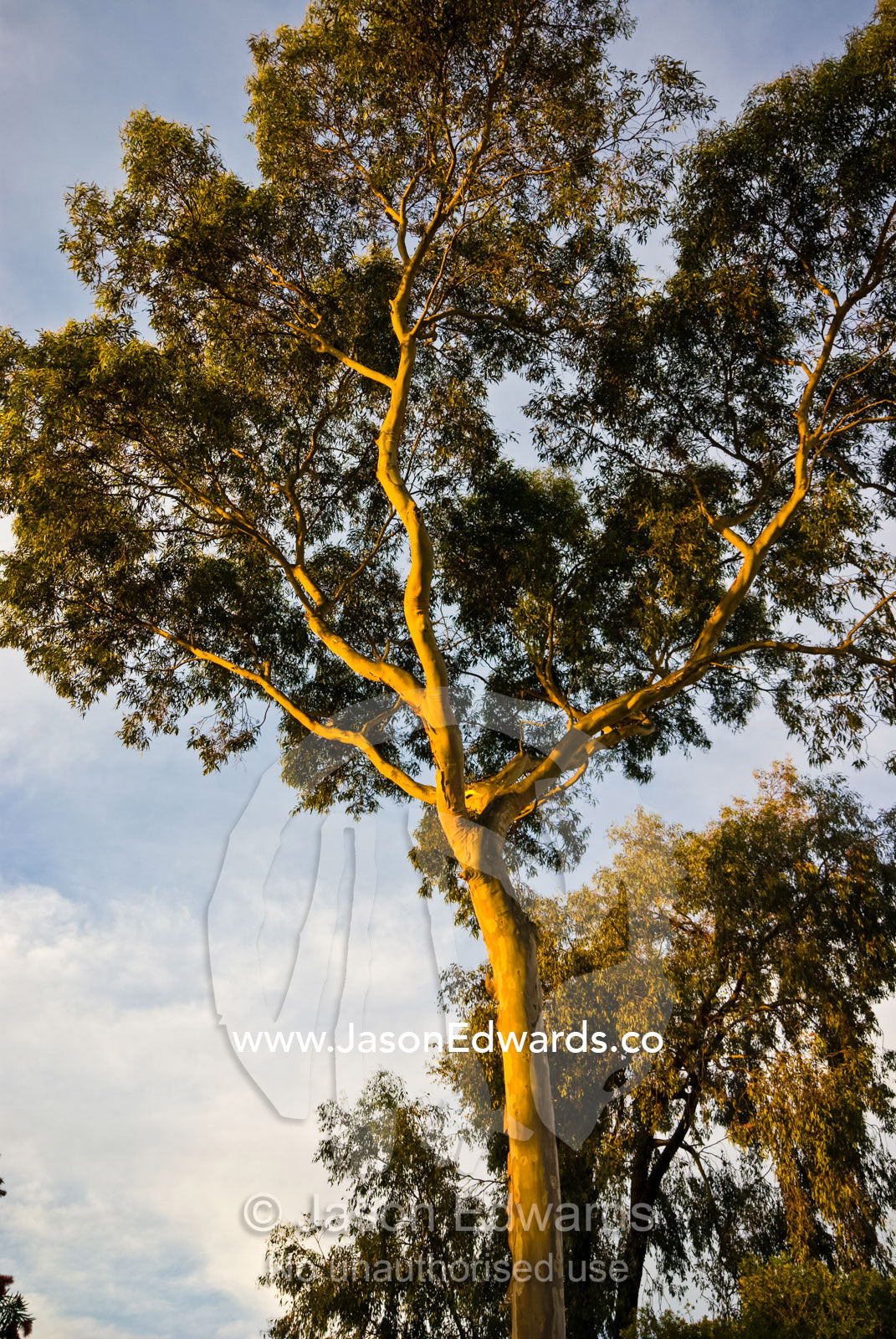 Late afternoon catches the canopy of a towering Scribbly Gum tree. East Malvern, Victoria, Australia.