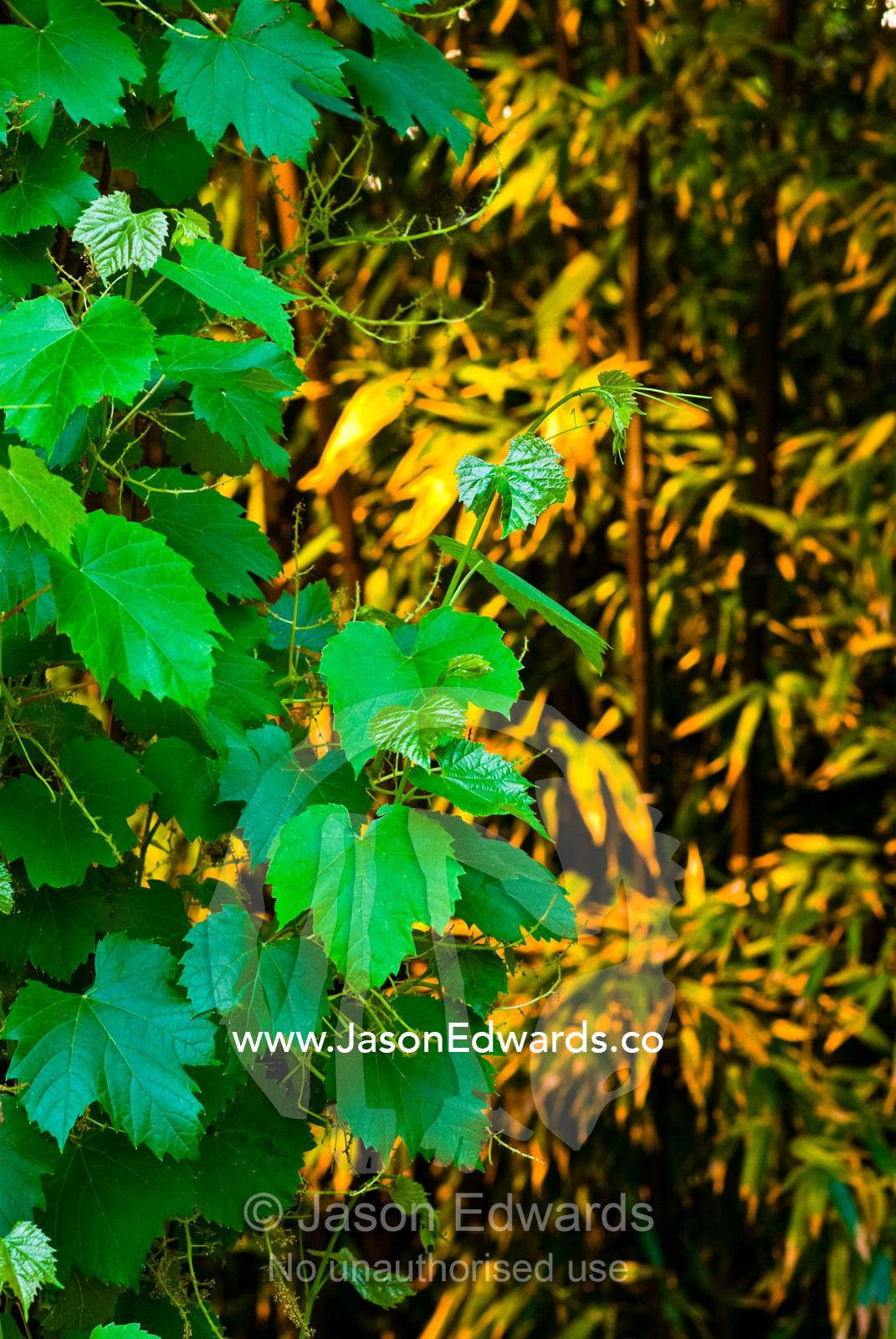 A grape vine and bamboo stalks decorate an ornamental garden at night. Malvern, Victoria, Australia.