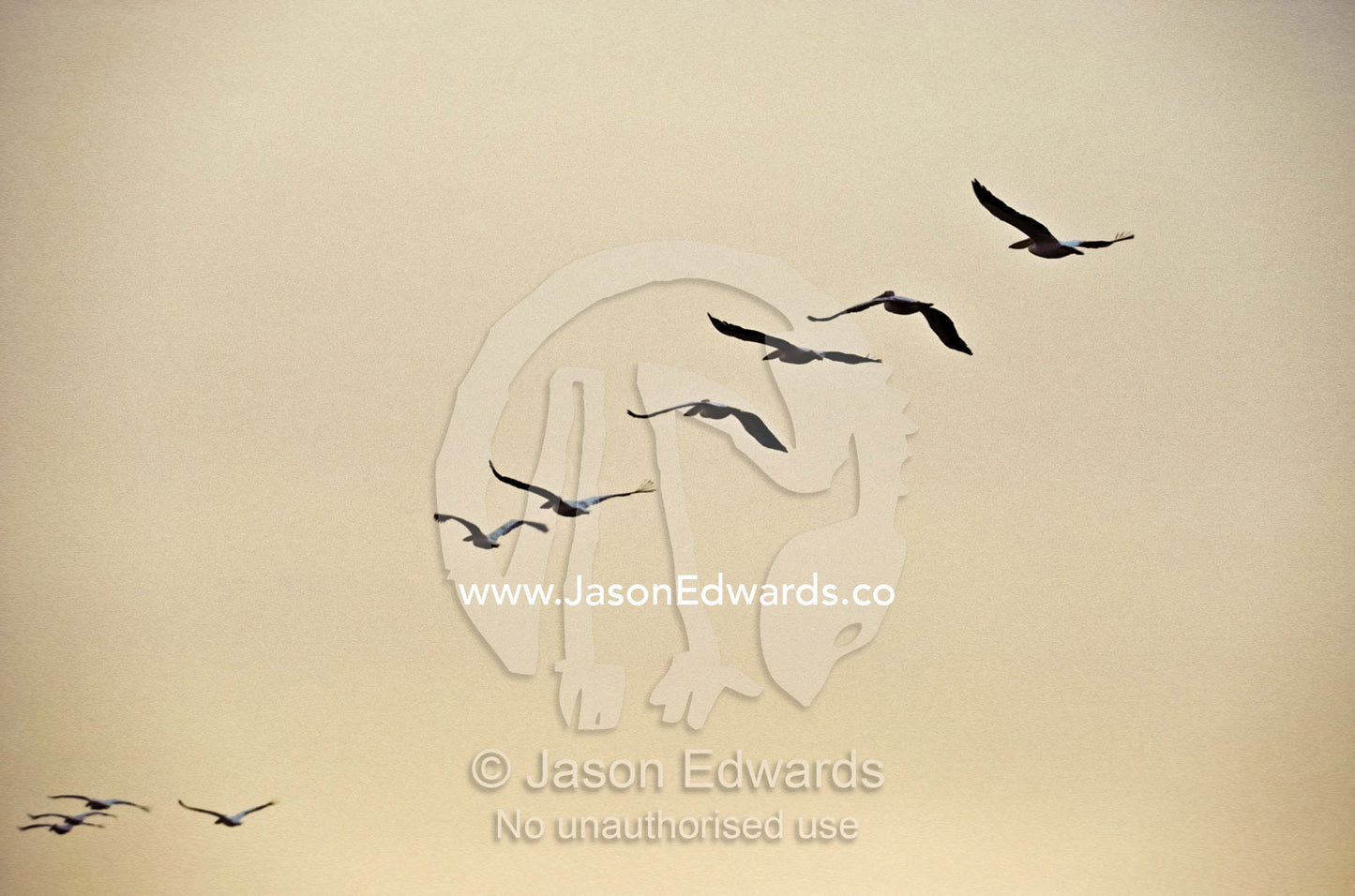 A flock of Eastern White Pelicans soar against a peach pastel sky. Skeleton Coast National Park, Namibia.