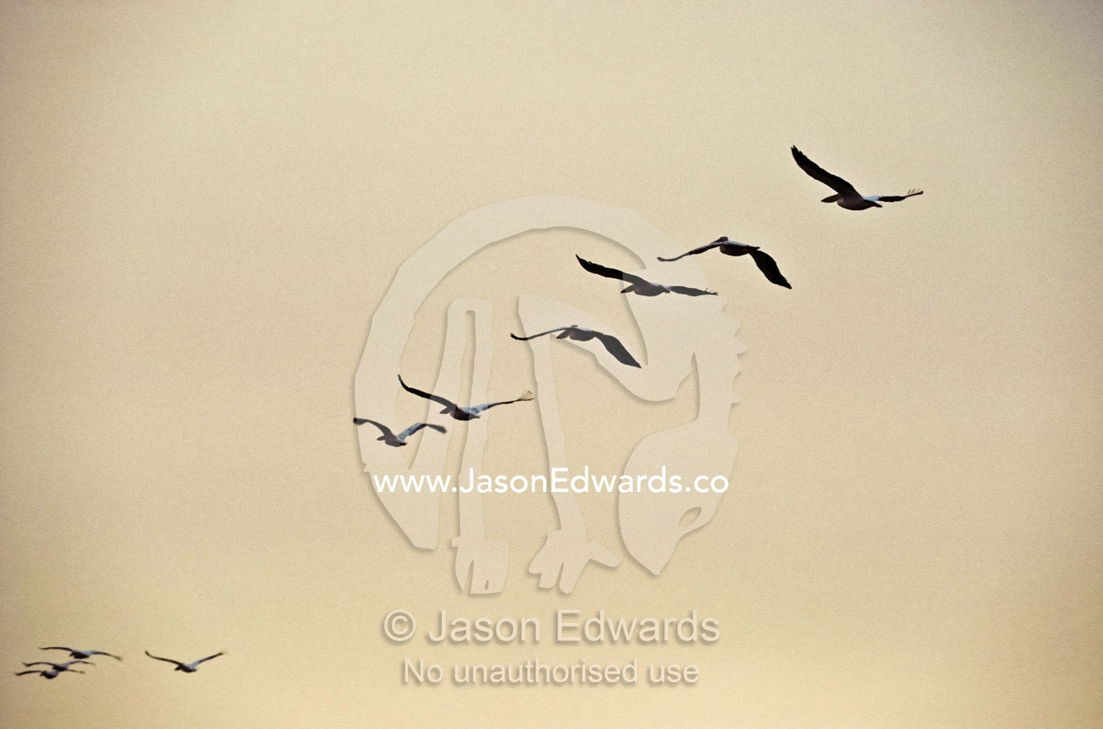 A flock of Eastern White Pelicans soar against a peach pastel sky. Skeleton Coast National Park, Namibia.