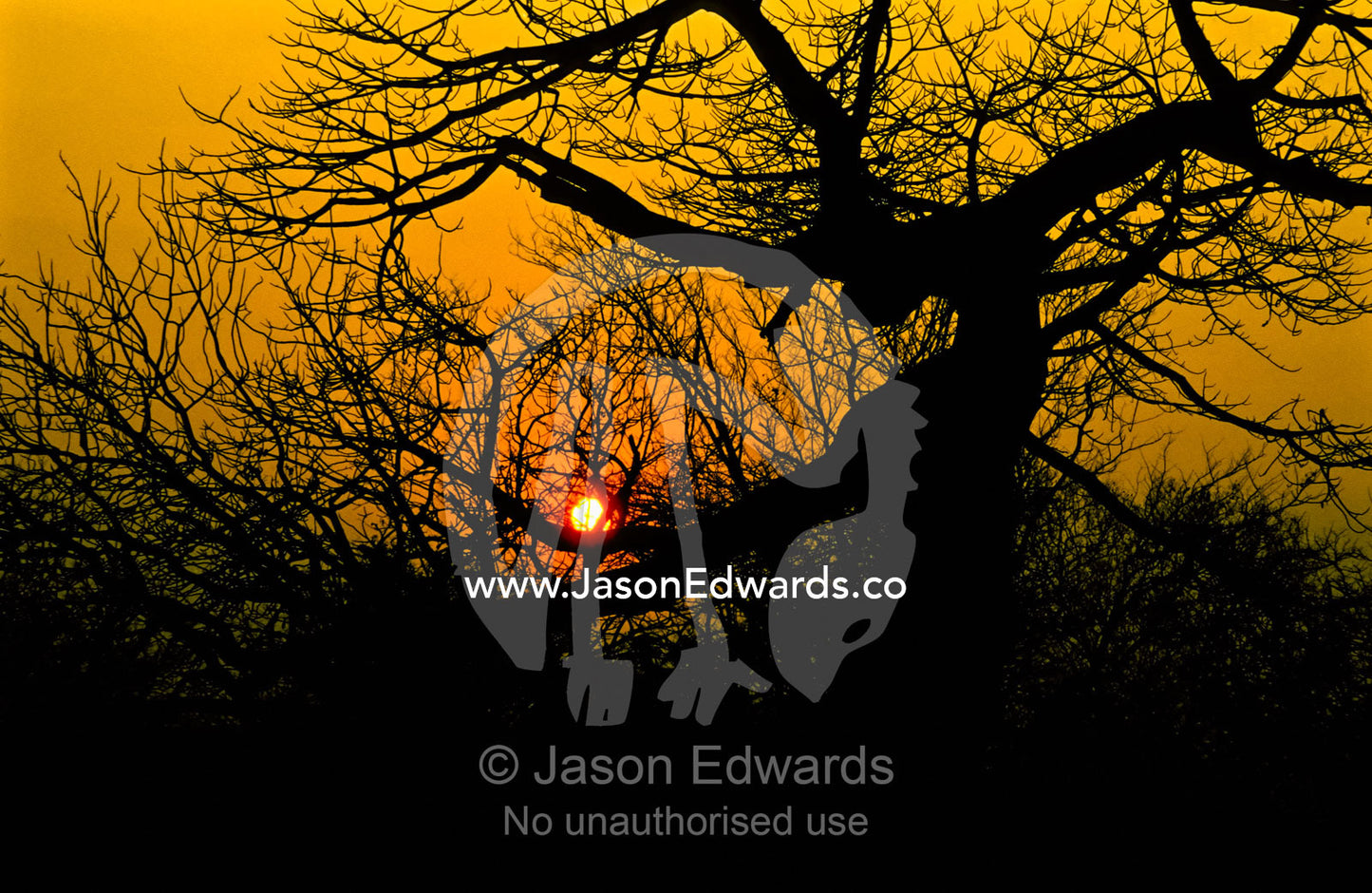 The tangled, leafless branches of a large tree silhouette at sunrise. Hwange National Park, Zimbabwe.