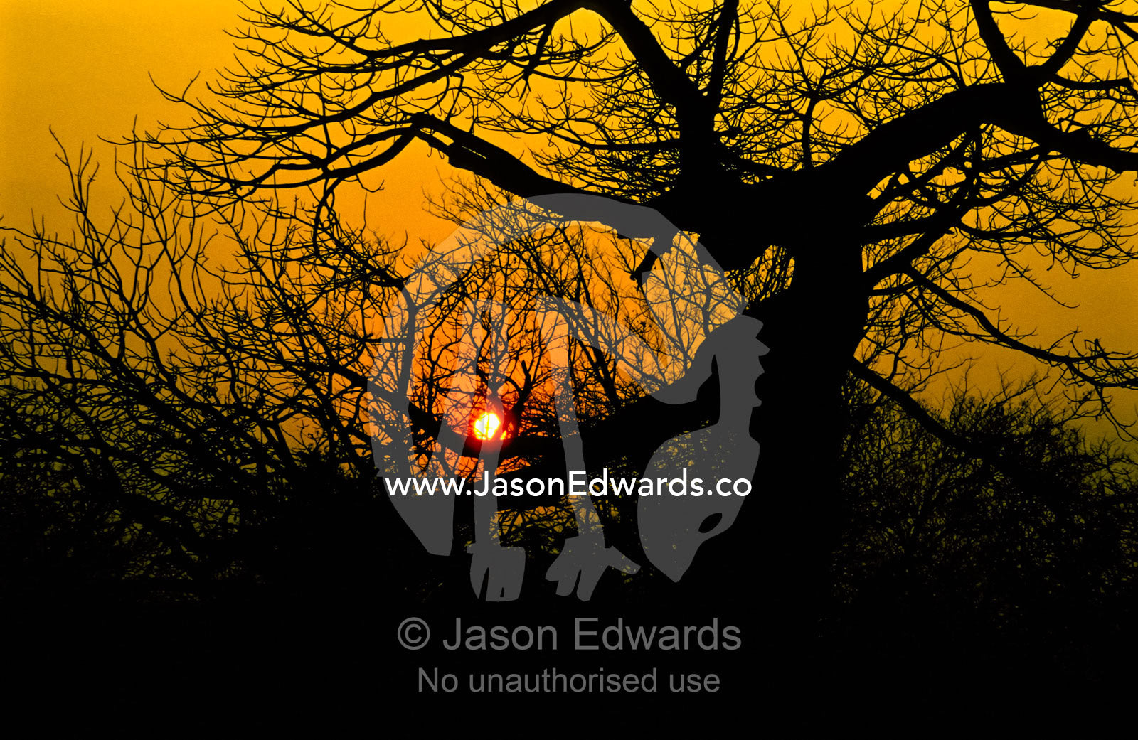 The tangled, leafless branches of a large tree silhouette at sunrise. Hwange National Park, Zimbabwe.