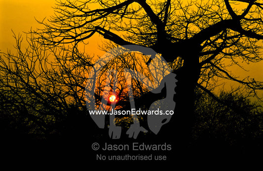 The tangled, leafless branches of a large tree silhouette at sunrise. Hwange National Park, Zimbabwe.