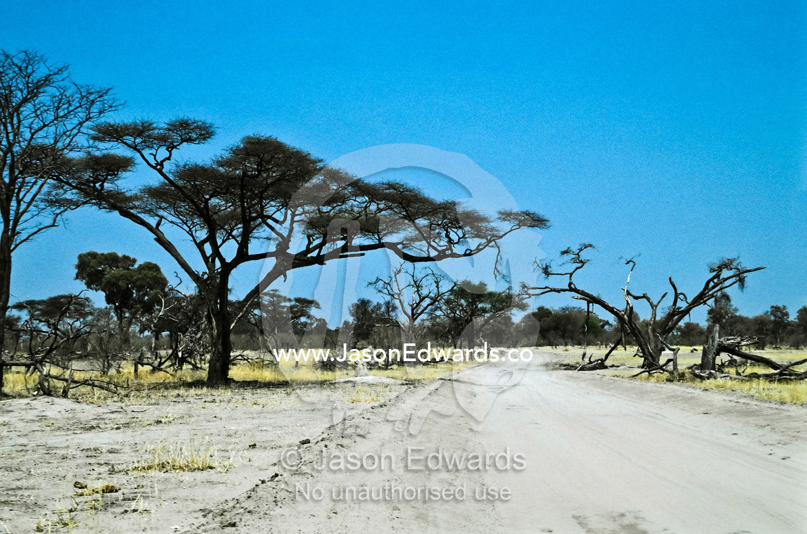 A sandy track passes between Acacia trees damaged by African Elephants Moremi Game Reserve, Moremi National Park, Botswana.