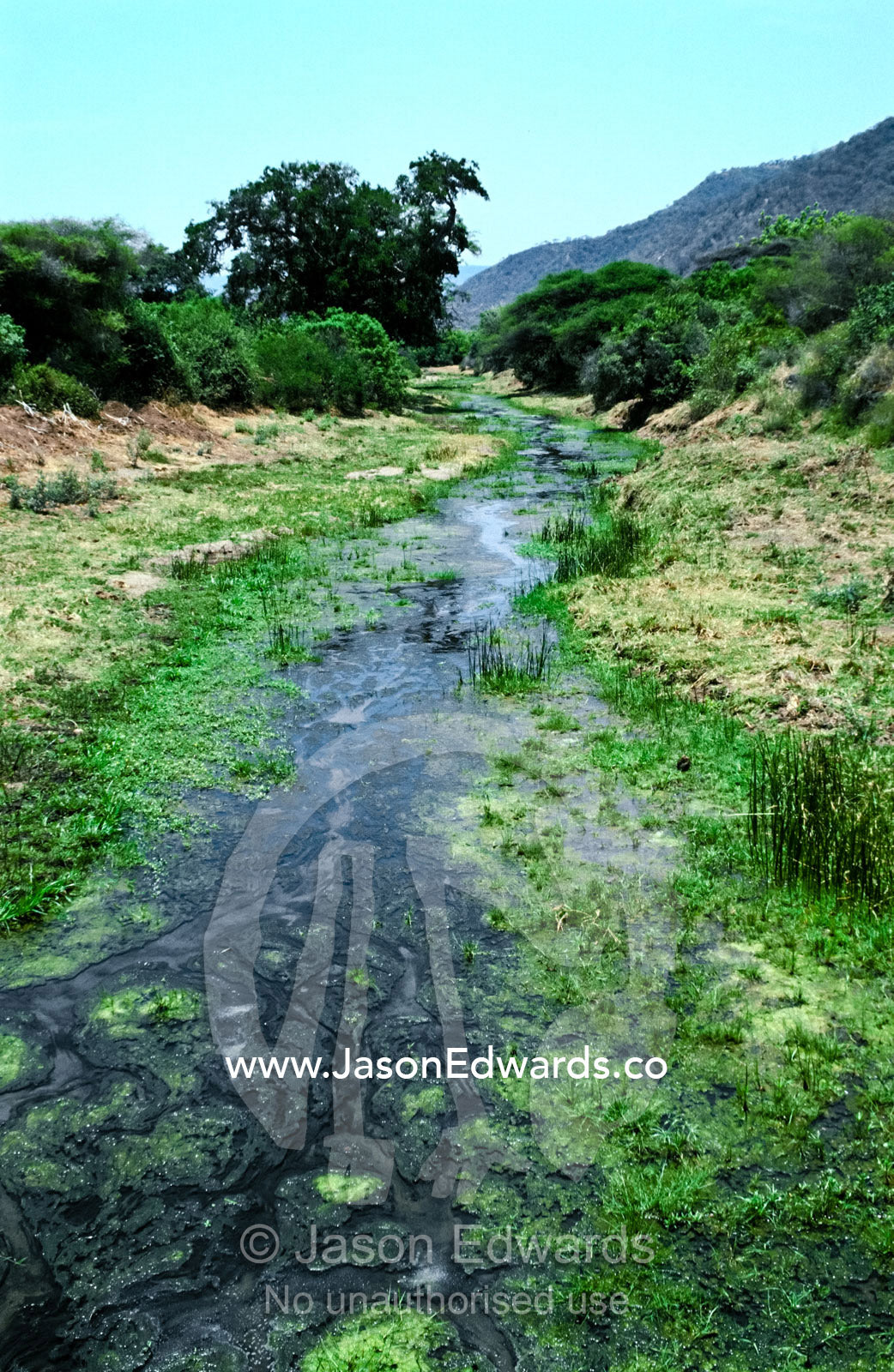 A freshwater spring feeds a lush pocket of vegetation near dry hills. Lake Manyara National Park, Tanzania.
