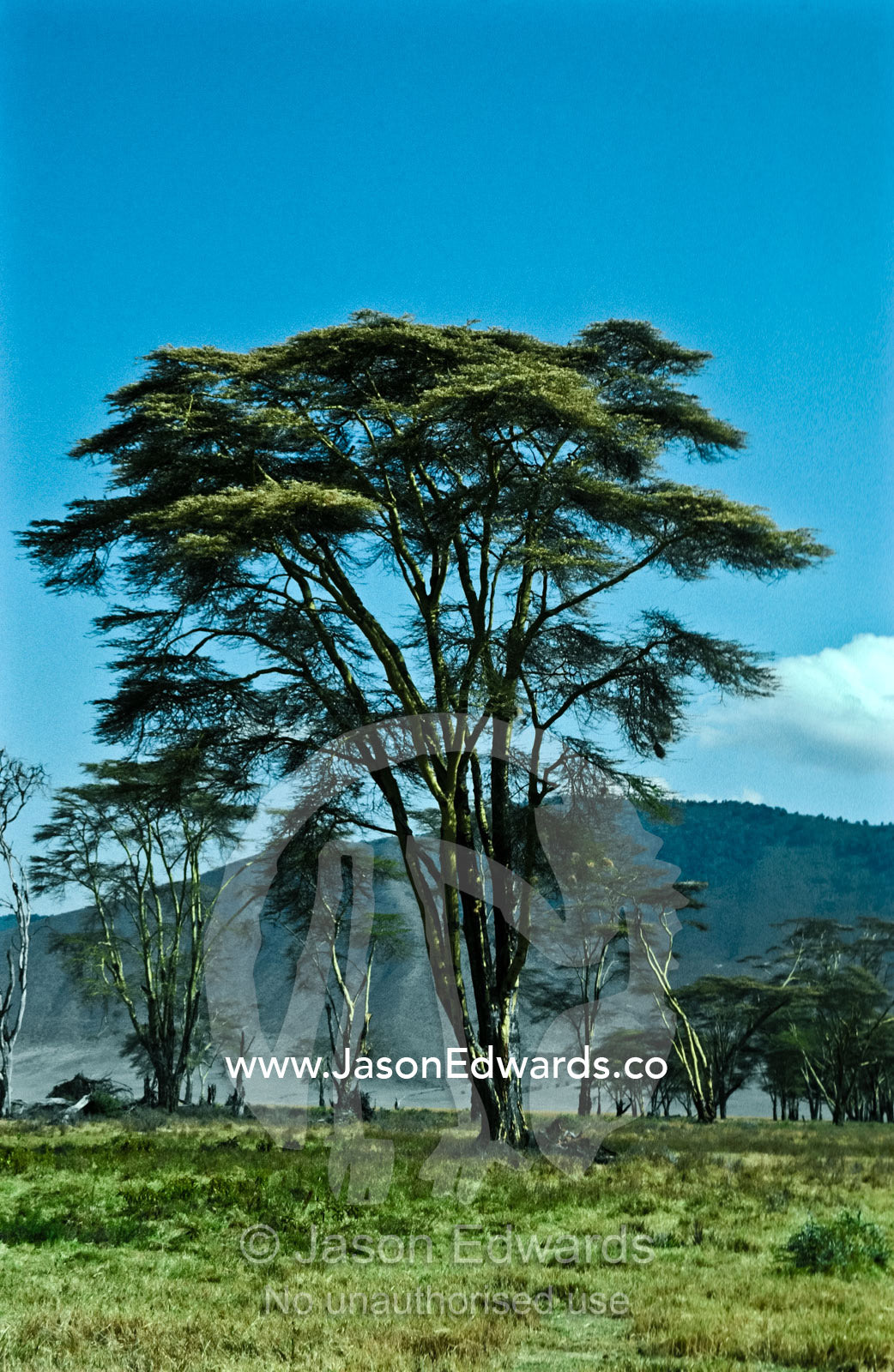A beautiful towering Yellow Acacia, Acacia xanthophloea in a caldera. Ngorongoro Crater, Ngorongoro Conservation Area, Tanzania.