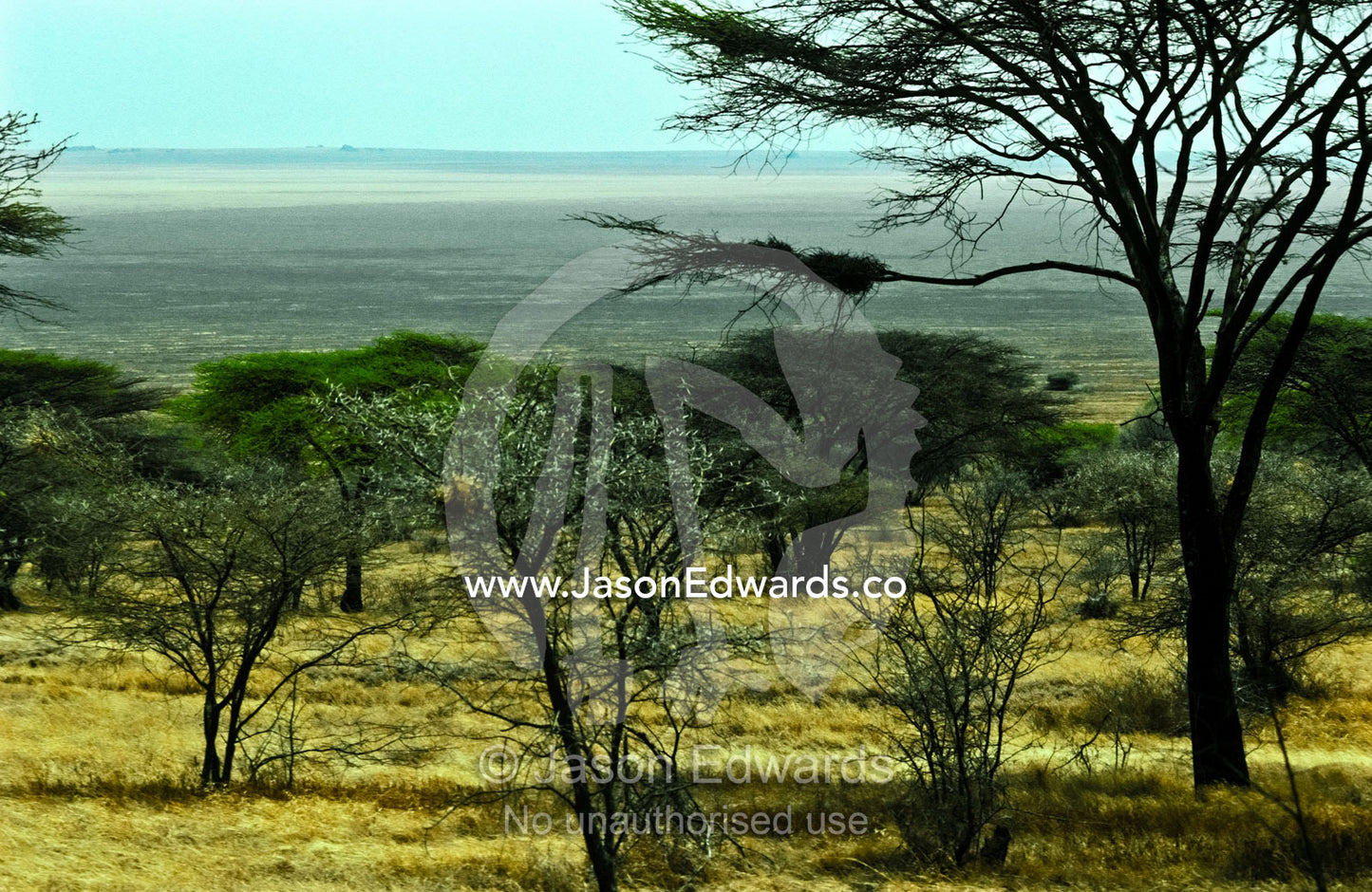 An acacia woodland atop a small hill overlooking a savannah plain. Serengeti National Park, Tanzania.