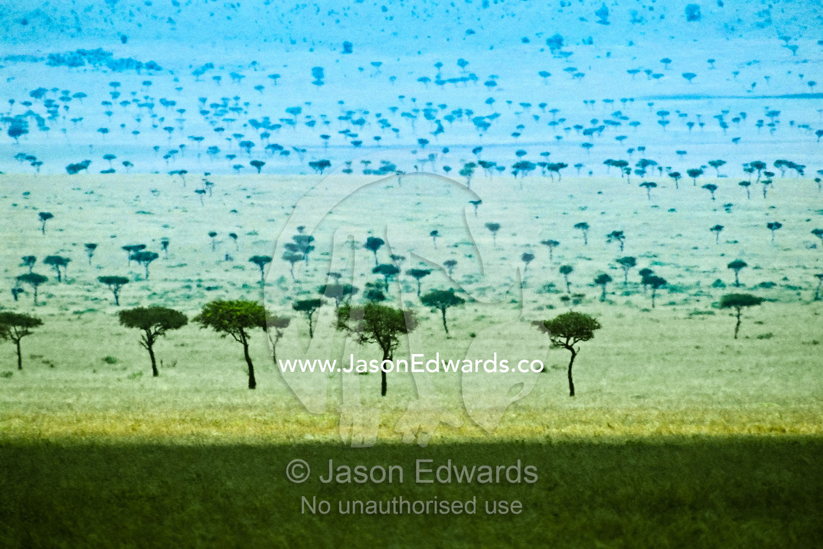Umbrella Acacias dot the rift valley floor in a shimmering heat haze. Masai Mara National Reserve, Kenya.