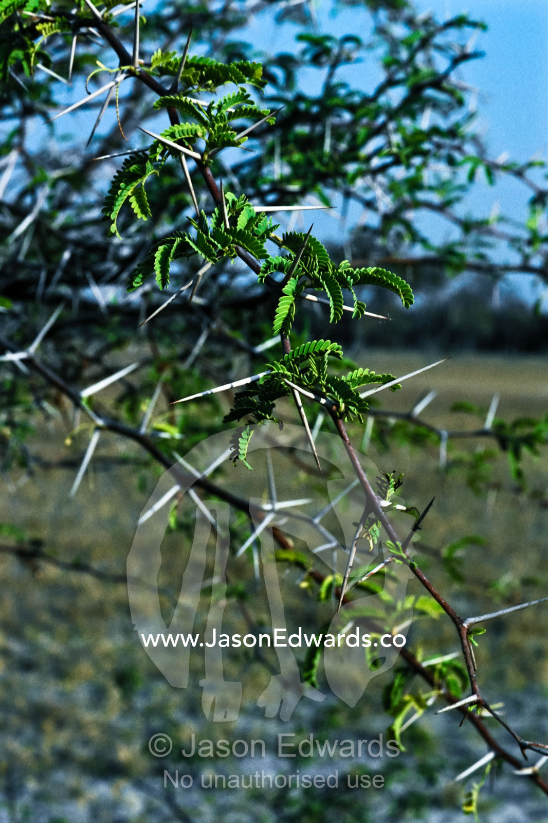 The frighteningly long and impenetrable thorns of an Acacia Karoo tree Okavango Delta, Botswana.