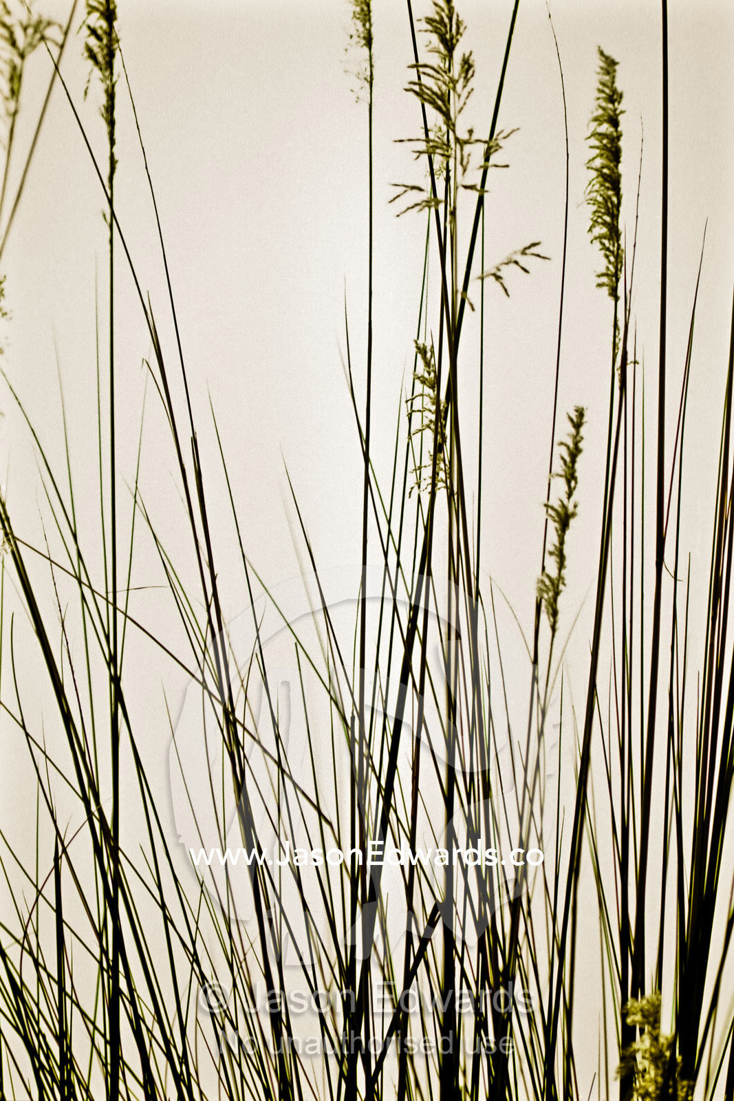 A pastel sunset afterglow and delicate grass stems ripe with seed. Okavango Delta, Botswana.