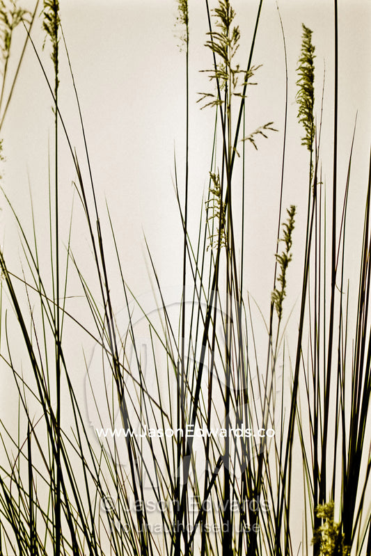 A pastel sunset afterglow and delicate grass stems ripe with seed. Okavango Delta, Botswana.