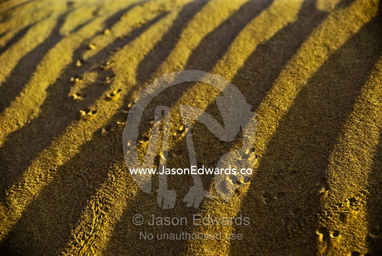 Multiple animal tracks traverse the rippled surface of a sand dune. near Sossusvlei, Great Southern Dune Field, Namib-Naukluft National Park, Namibia.