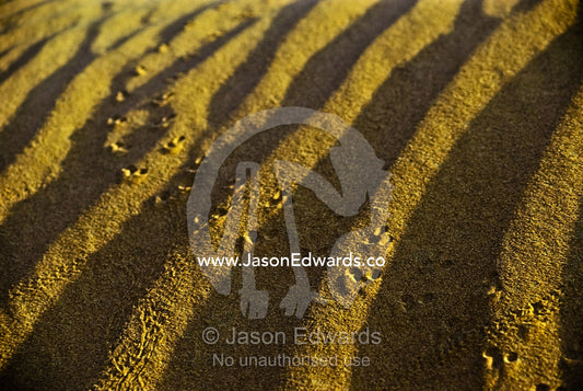 Multiple animal tracks traverse the rippled surface of a sand dune. near Sossusvlei, Great Southern Dune Field, Namib-Naukluft National Park, Namibia.
