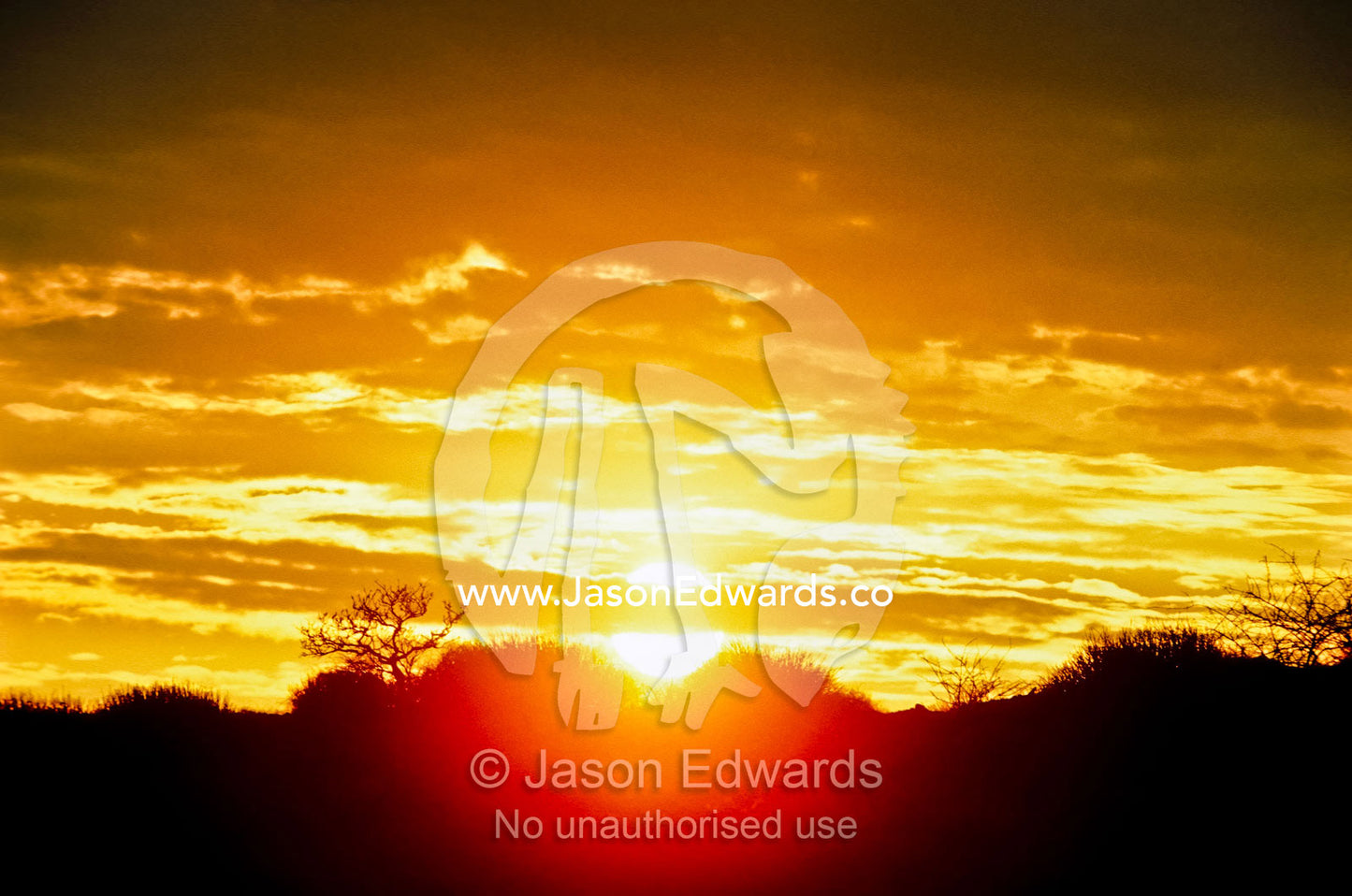 A bright dawn silhouettes shrubland in the Kaokoveld Desert. Kaokoveld Desert, Namibia.