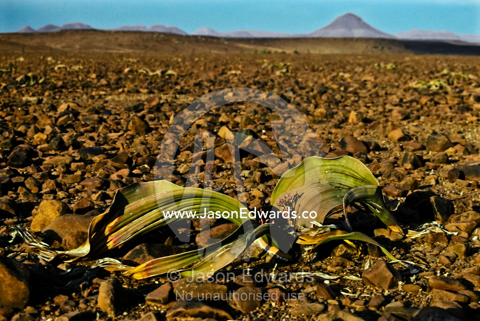 An ancient Welwitschia mirabilis emerges from a stony volcanic plain. Kaokoveld Desert, Namibia.