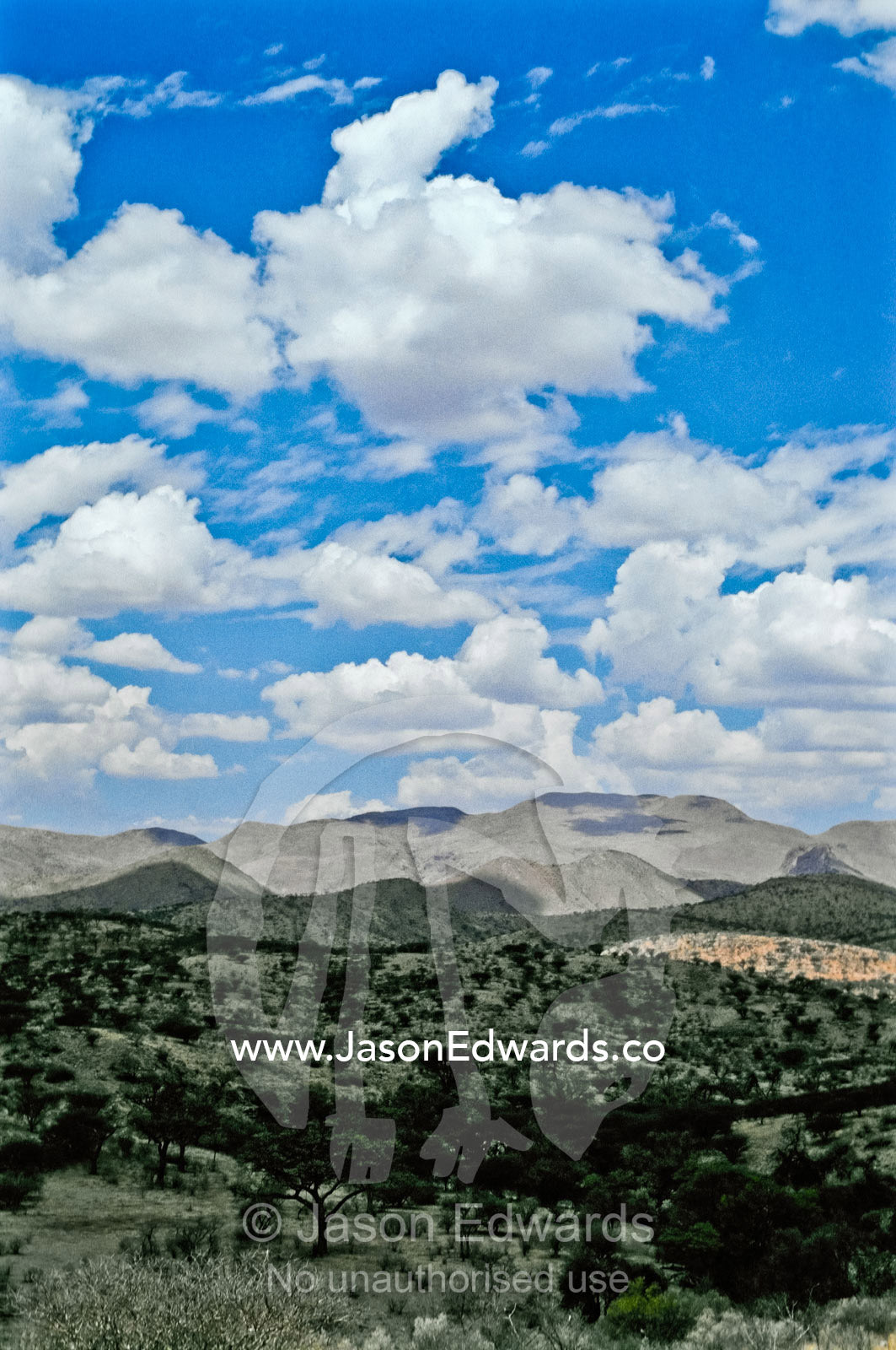 Fluffy clouds float over an acacia woodland in the Khomas Hochland. Daan Viljoen Game Park, Namibia.