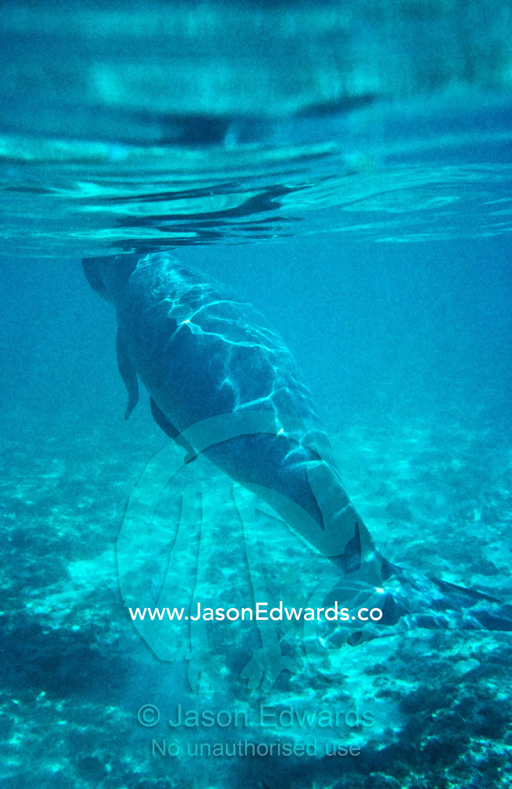 A Dugong underwater with its nose to the surface to breathe air. Coral Bay, Western Australia, Australia.