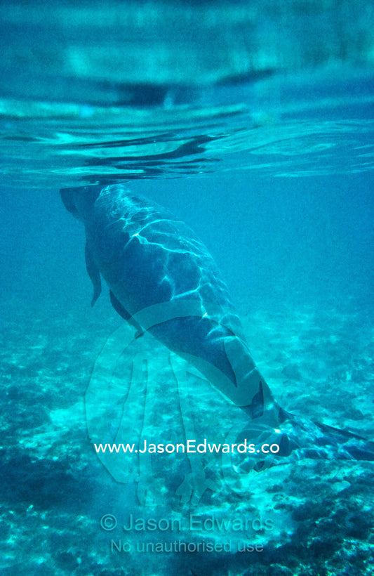 A Dugong underwater with its nose to the surface to breathe air. Coral Bay, Western Australia, Australia.