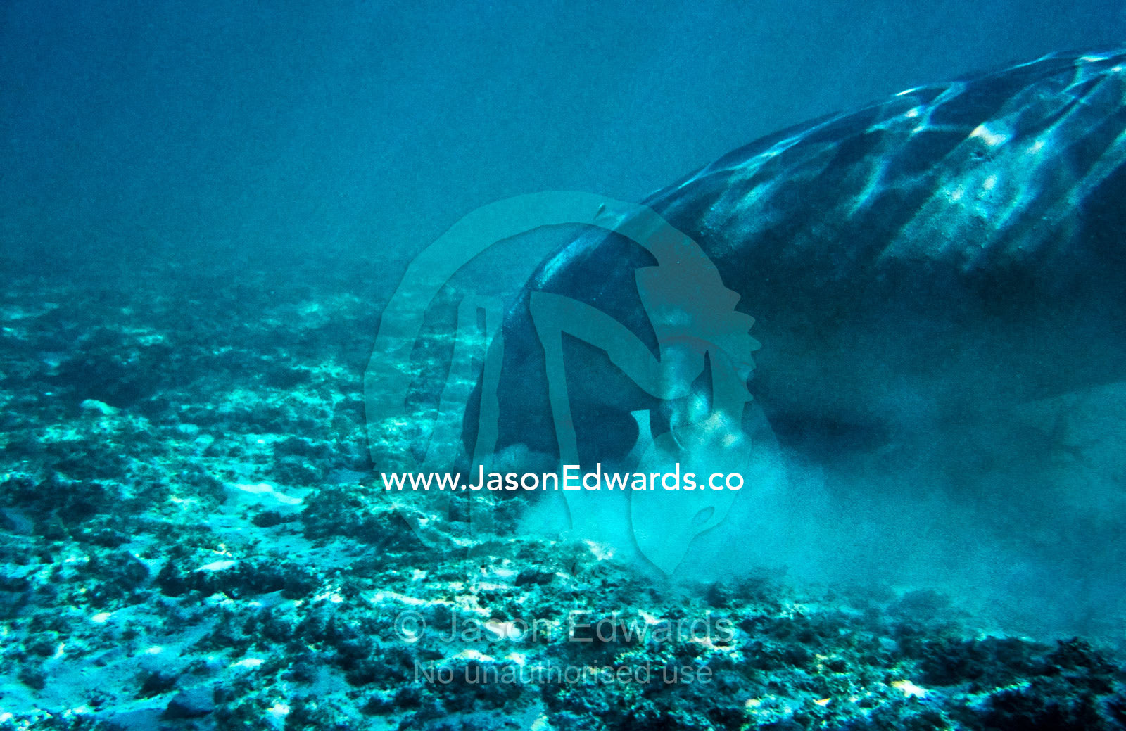 A Dugong feeding underwater with an attached Shark Sucker Fish. Coral Bay, Western Australia, Australia.