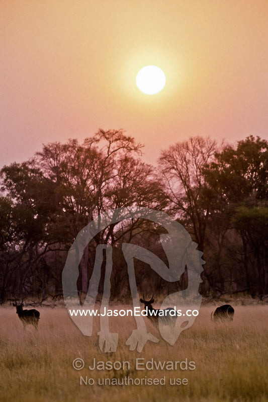 Male Waterbuck graze cautiously in tall dry grasslands at sunset. Moremi National Park, Botswana.