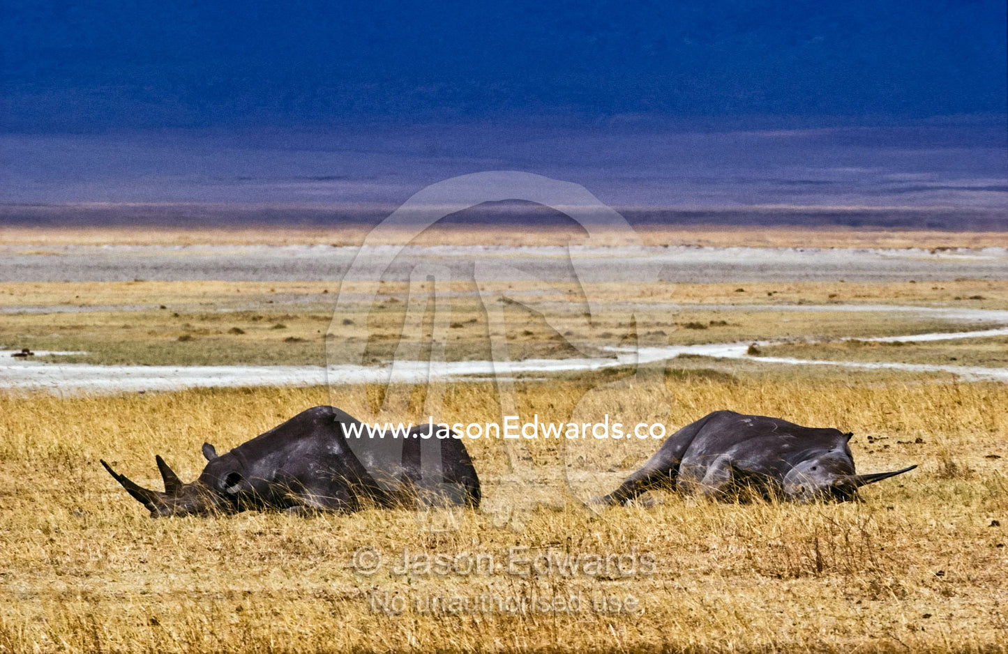 A pair of Black Rhinoceros sleeping on a volcano caldera floor. Ngorongoro Conservation Area, Tanzania.