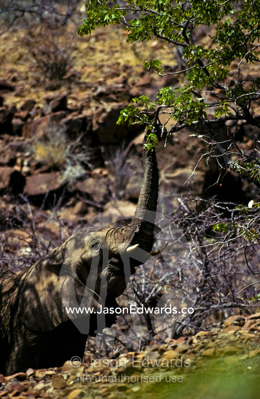 A Desert Elephant uses it's trunk to feed on a tree in a dry riverbed. Kaokoveld Desert, Kaokoland, Namibia.