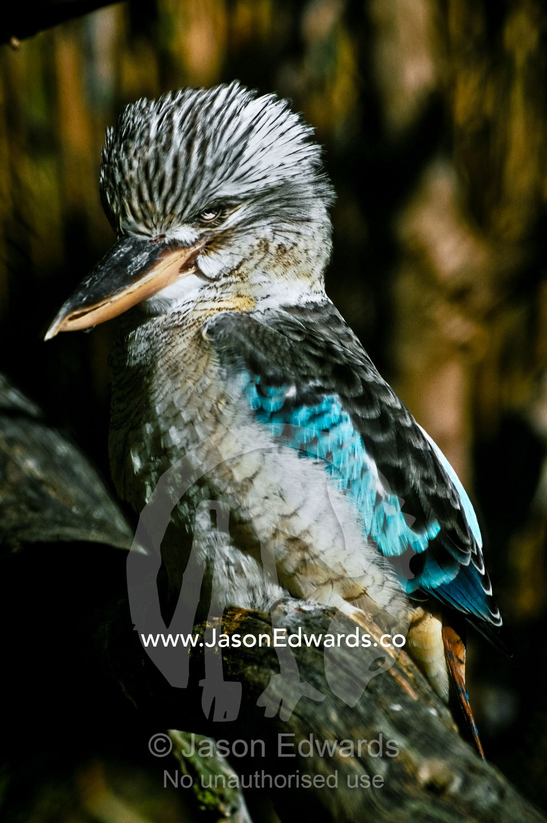 A Blue-winged Kookaburra with beautiful vibrant aqua wing tip feathers Melbourne Zoo, Victoria, Australia.