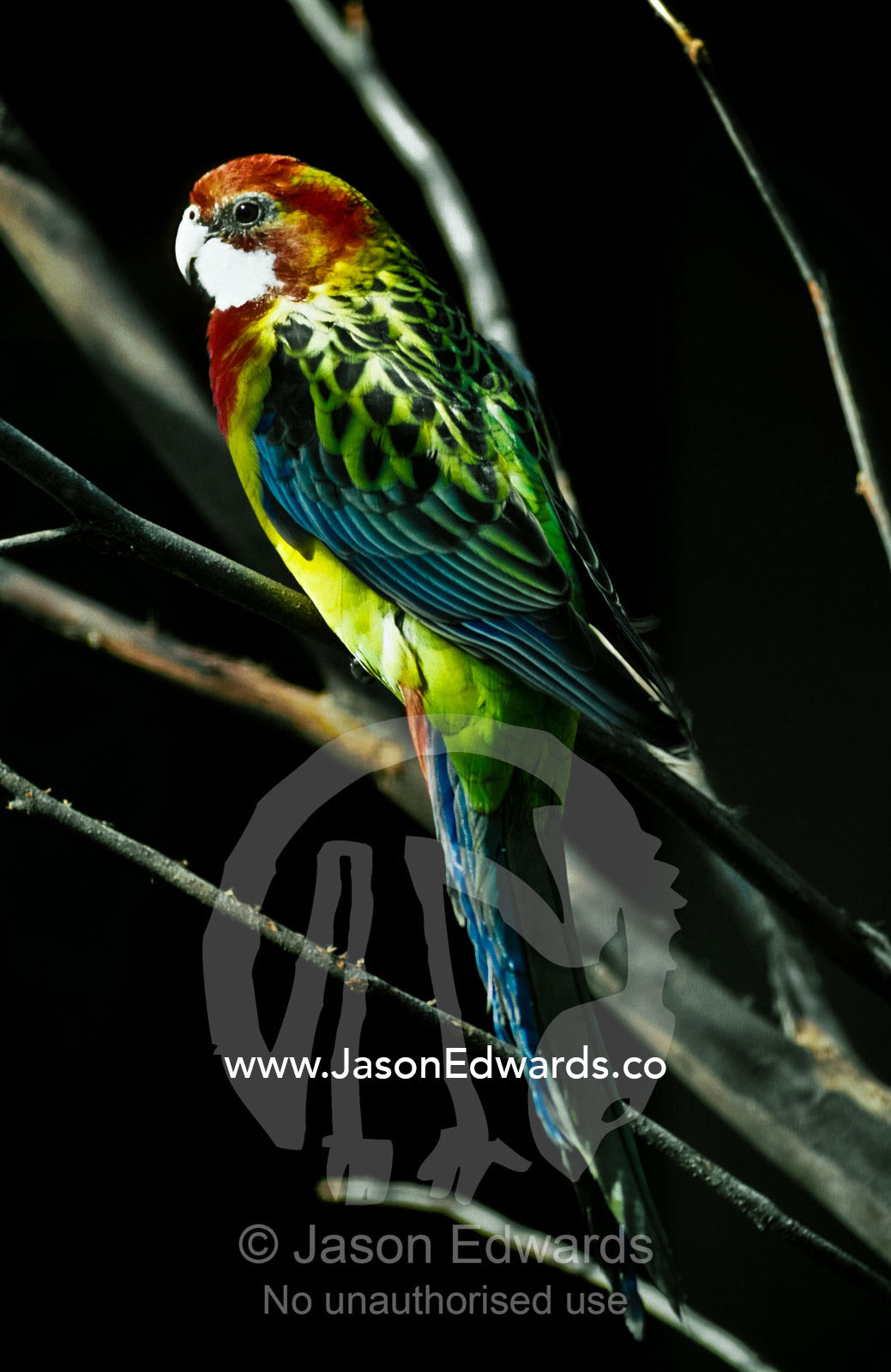 The colorful blue, red and green plumage of a perched Eastern Rosella. Melbourne Zoo, Victoria, Australia.