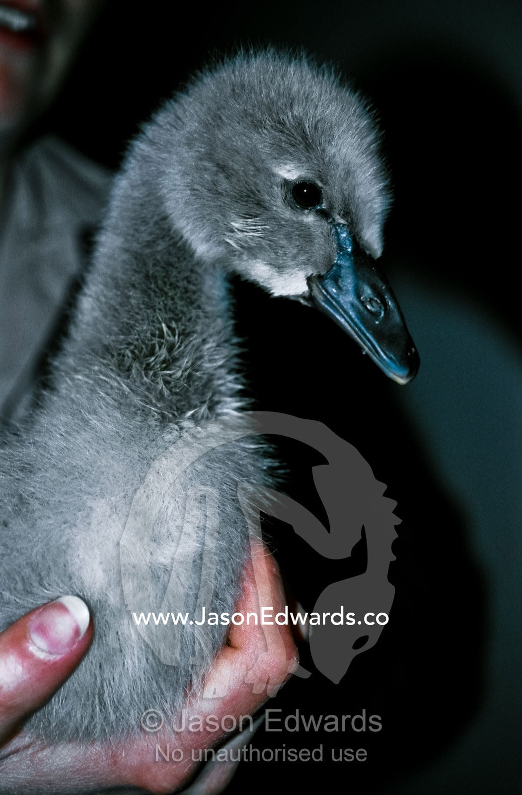 Profile of a soft grey, cute and fluffy, hand held Black Swan cignet. Melbourne Zoo, Victoria, Australia.