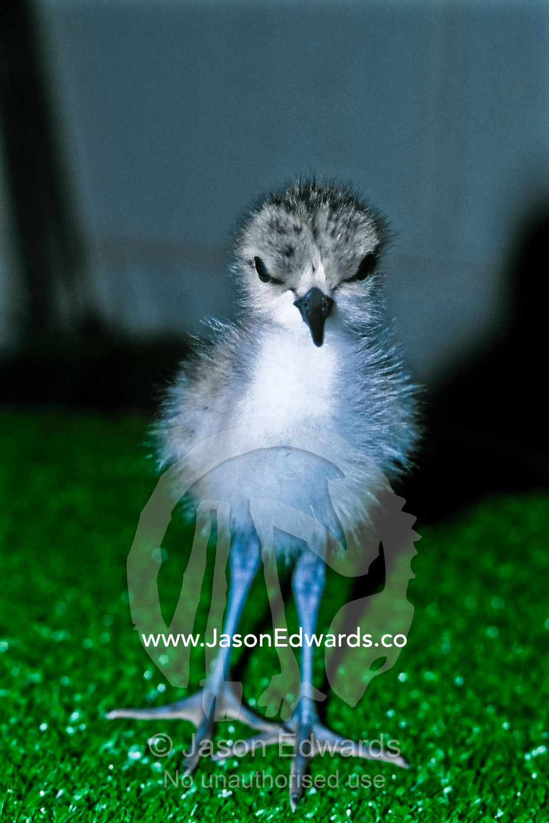 The gangly legs and fluffy feathers of a Black-winged Stilt chick. Melbourne Zoo, Victoria, Australia.
