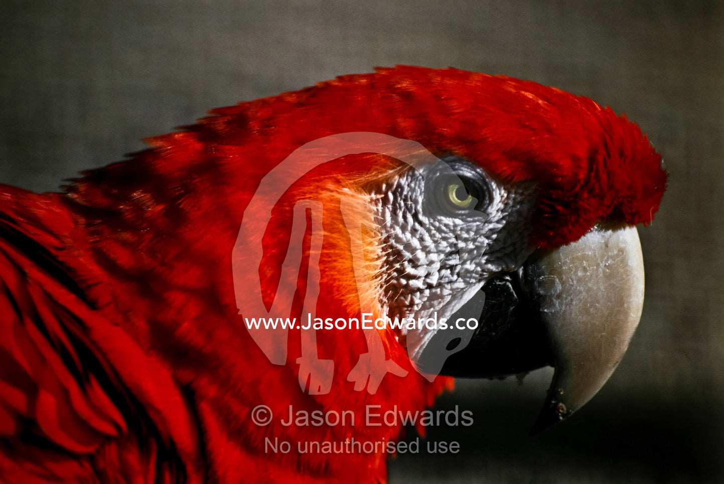 The vibrant red head and neck feathers of a majestic Scarlet Macaw. Melbourne Zoo, Victoria, Australia.