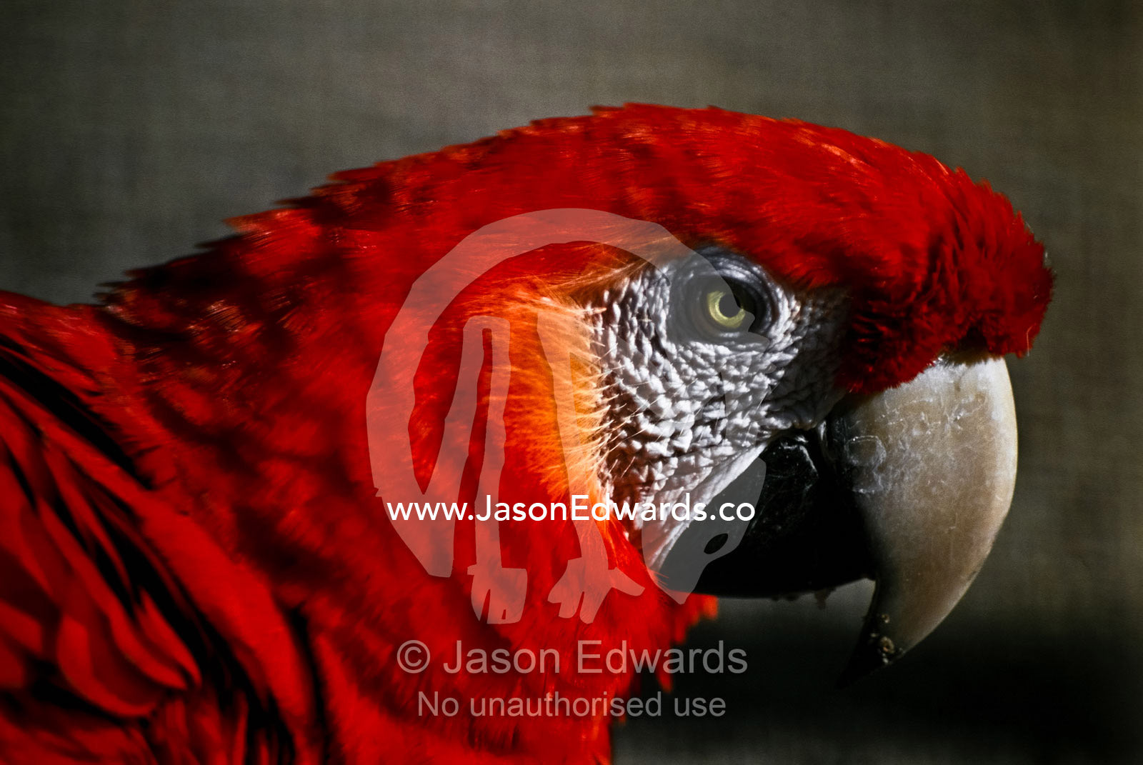 The vibrant red head and neck feathers of a majestic Scarlet Macaw. Melbourne Zoo, Victoria, Australia.