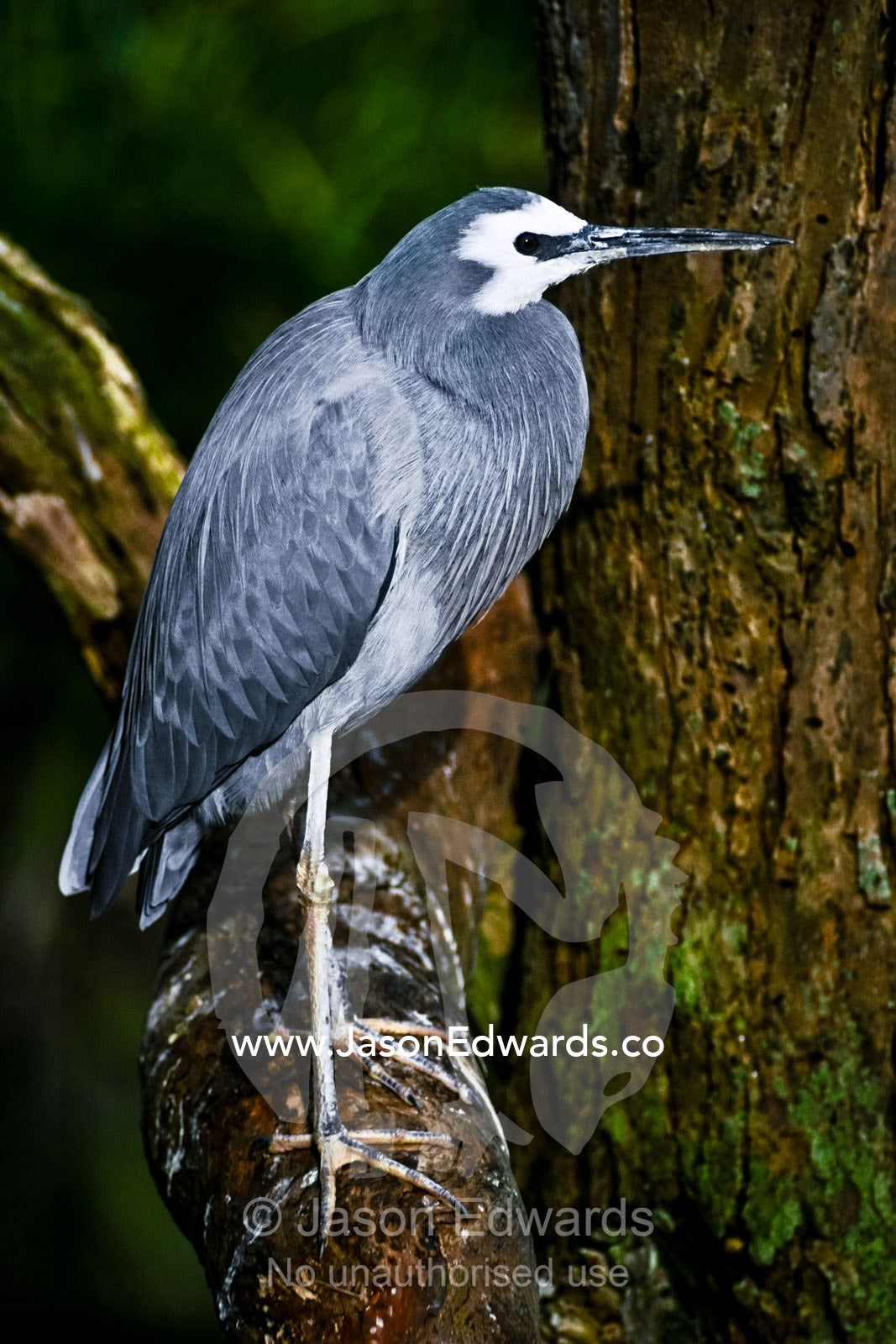 The neatly preened feathers of a White-faced Heron perched on a branch Melbourne Zoo, Victoria, Australia.