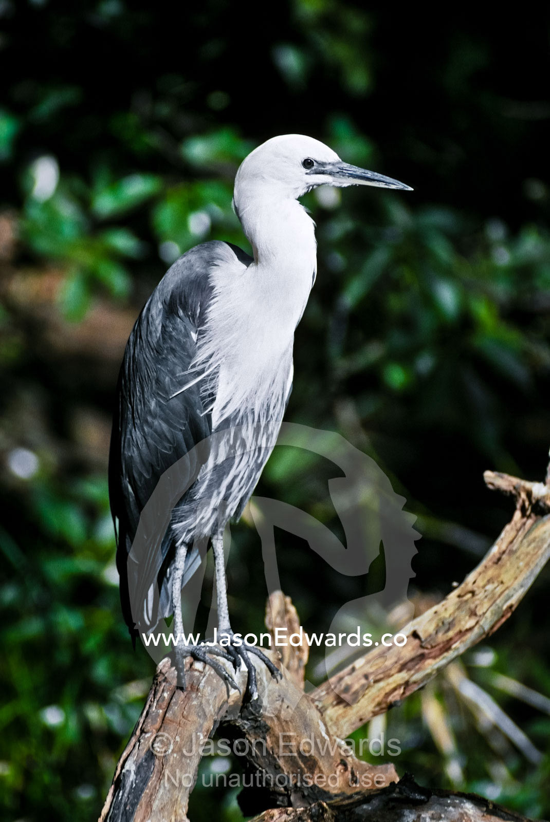 The neatly preened feathers of a White-necked Heron on a tree branch. Melbourne Zoo, Victoria, Australia.