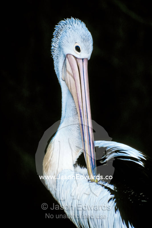 A graceful Pelican preens its feathers with its long pearl pink beak. Healesville Sanctuary, Victoria, Australia.