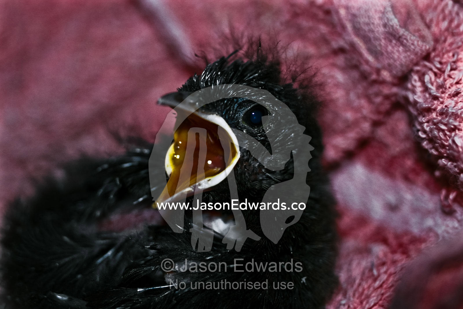 An 11 day old Eastern Whipbird chick with open beak squawks for food. Melbourne Zoo, Victoria, Australia.