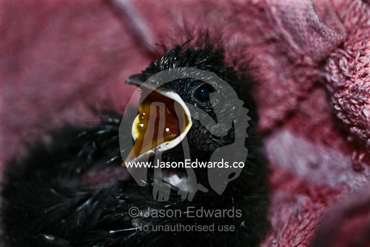 An 11 day old Eastern Whipbird chick with open beak squawks for food. Melbourne Zoo, Victoria, Australia.