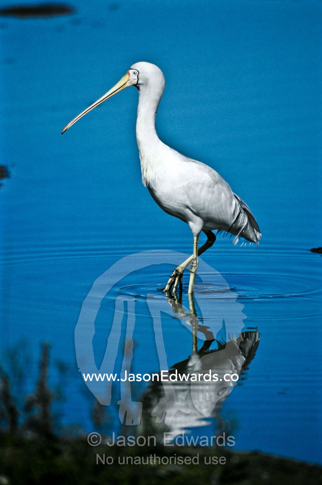 A Yellow-billed Spoonbill daintily wades in shallow water feeding. Serendip Sanctuary, Victoria, Australia.